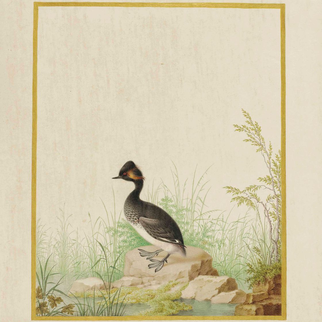 Nicolas Robert — Черная капуста (Podiceps nigricollis)