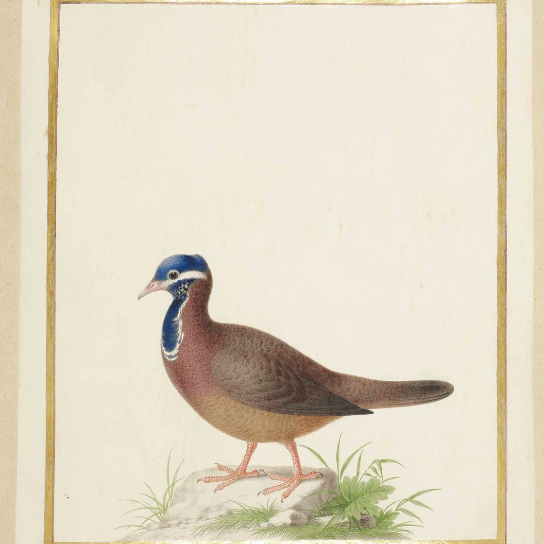 Nicolas Robert — Голубая черепаха (Starnoenas cyanocephala)