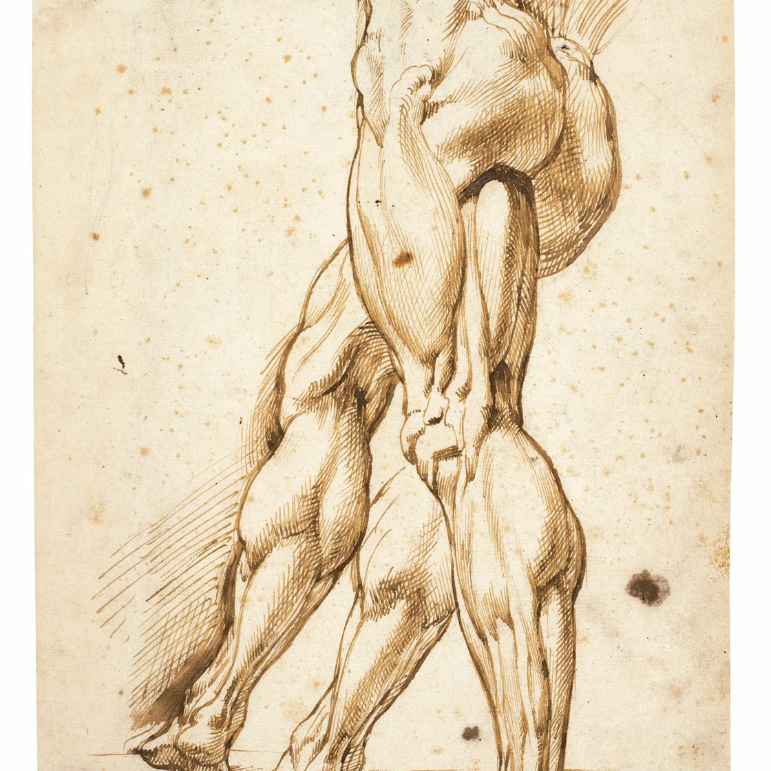 Peter Paul Rubens — Этюд обнаженного мужчины в стиле экорше с изучением правой ноги (прямой кишки); набросок мышцы ноги (оборотной стороны), изображение 1