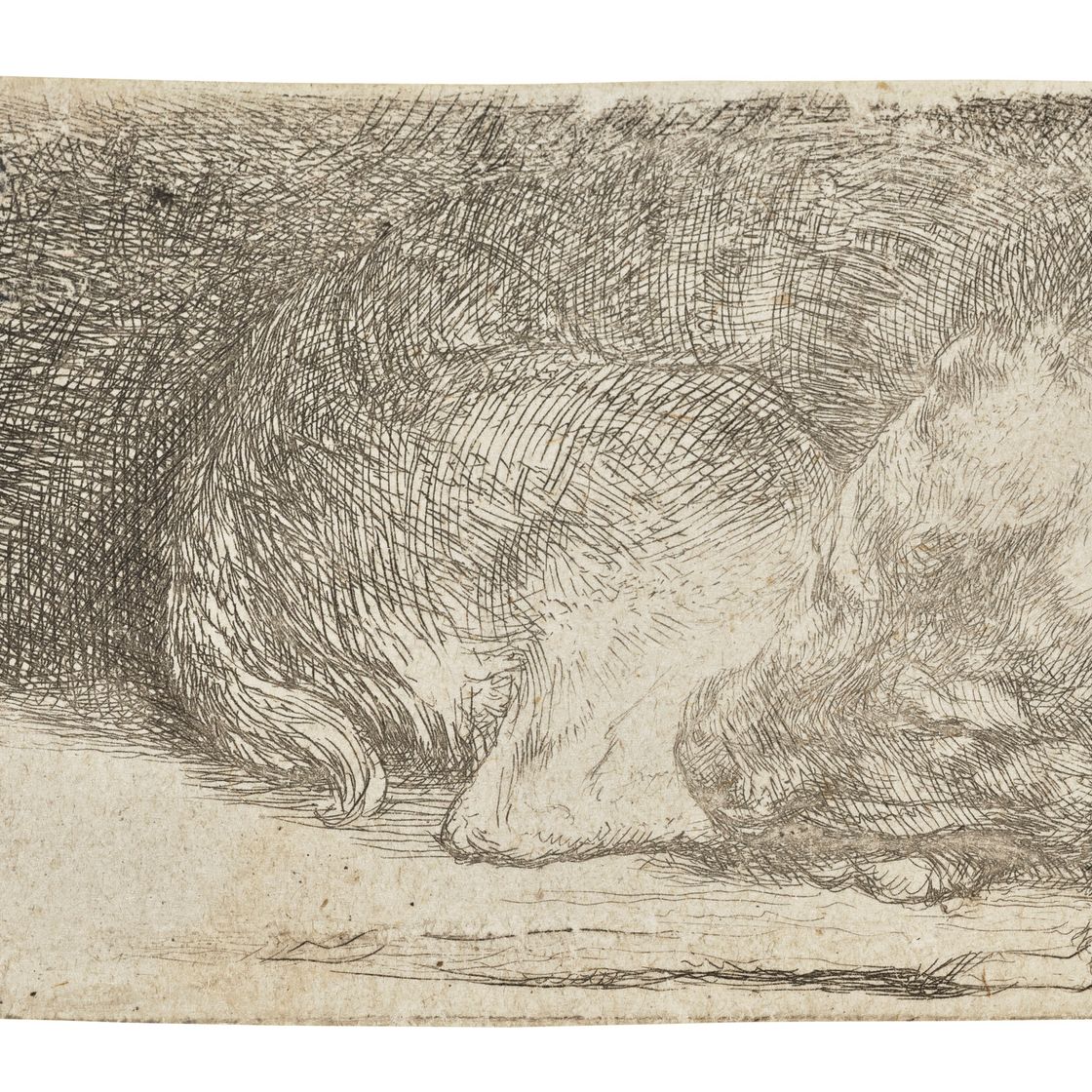Rembrandt van Rijn — Спящий щенок