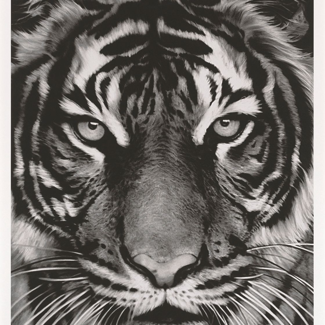 Robert Longo — Тигр