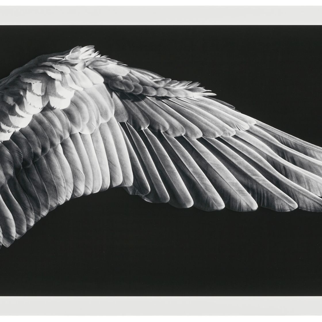 Robert Longo — Без названия (Крыло Габриэля)