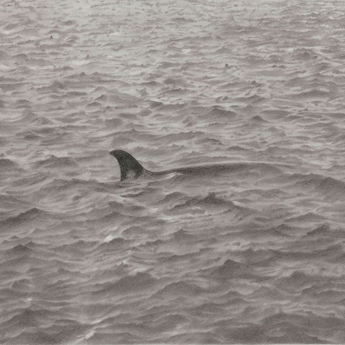 Vija Celmins — Морской рисунок с китом