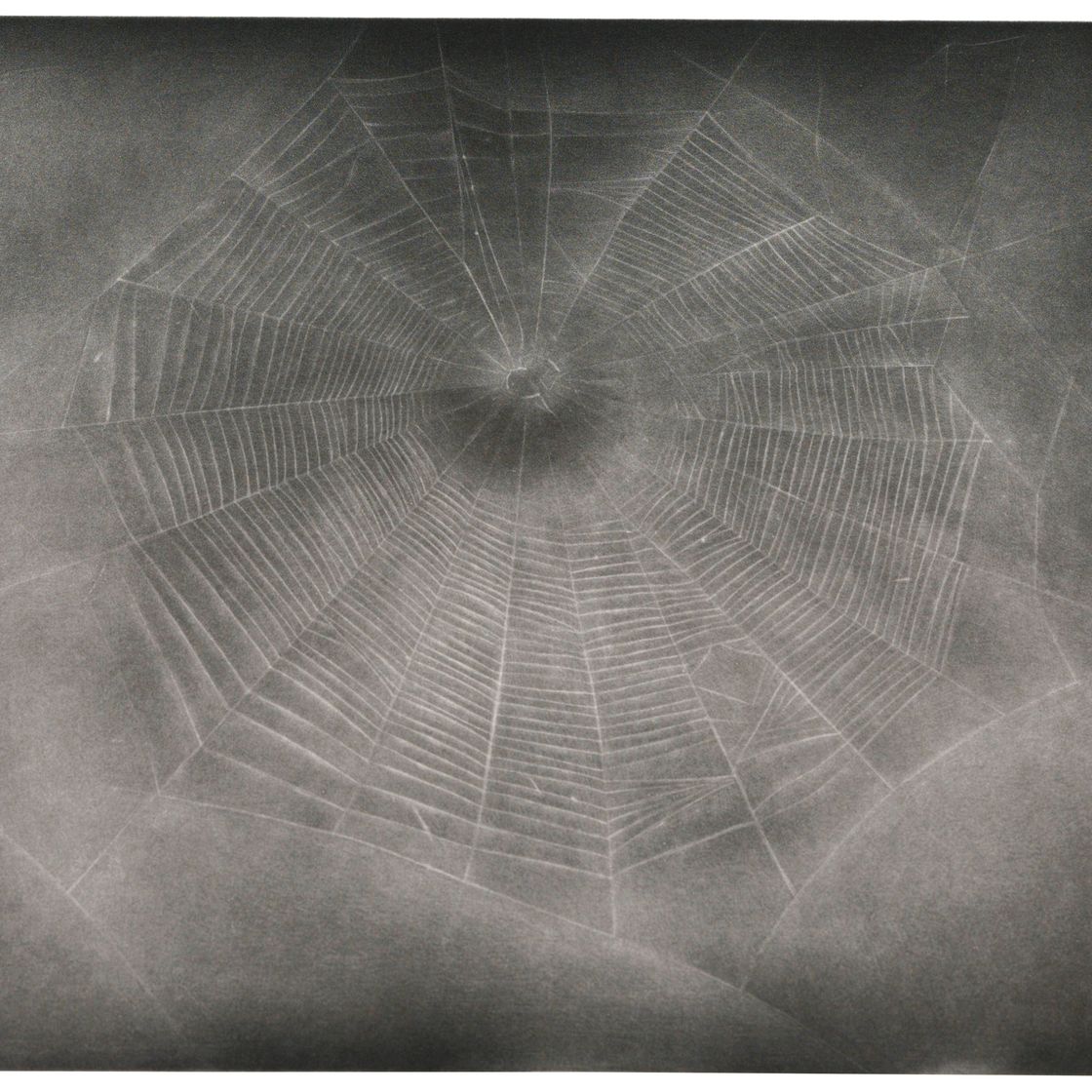 Vija Celmins — Без названия (Web 3)
