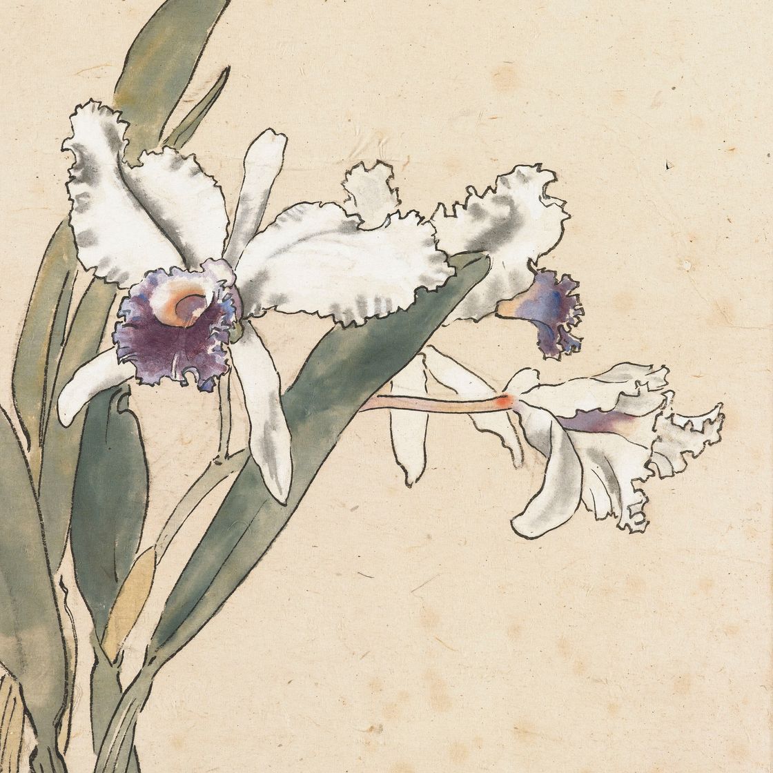 Xu Beihong — Каттлея, изображение 2