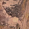 Anselm Kiefer — Die Brücken (Мосты), изображение 6