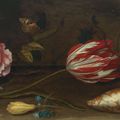 Balthasar Van Der Ast — Роза, тюльпан, насекомые и ракушка на выступе, изображение 1