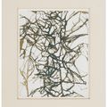 Brice Marden — Шри-Ланка - Индия (5), изображение 2