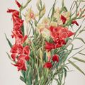 Charles Demuth — Красные и желтые гладиолусы, изображение 1