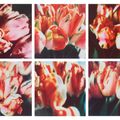 Cy Twombly — Тюльпаны (III), изображение 1