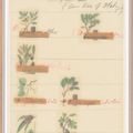 Cy Twombly — Естественная история, часть II: Некоторые деревья Италии, изображение 2