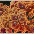 Damien Hirst — Биопсия второй серии: M865/302, M865/303, изображение 3