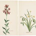 Dutch School — Вифлеемская звезда (Ornithogalum album); и кардинальный цветок (Flos Cardinalis), изображение 1