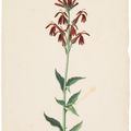 Dutch School — Вифлеемская звезда (Ornithogalum album); и кардинальный цветок (Flos Cardinalis), изображение 2
