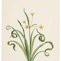 Dutch School — Вифлеемская звезда (Ornithogalum album); и кардинальный цветок (Flos Cardinalis), изображение 3