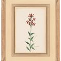 Dutch School — Вифлеемская звезда (Ornithogalum album); и кардинальный цветок (Flos Cardinalis), изображение 5