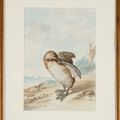 Dutch School — Гребешок кастанье (Tachybaptus ruficollis) -сюр-ле-Риваж, изображение 2