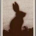 Ed Ruscha — Кролик, изображение 2