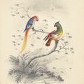 Edward Lear — Четыре виньетки с изображением птиц - пара попугаев, фламинго, авокадо и мергансер, изображение 1