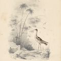 Edward Lear — Четыре виньетки с изображением птиц - пара попугаев, фламинго, авокадо и мергансер, изображение 2