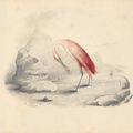 Edward Lear — Четыре виньетки с изображением птиц - пара попугаев, фламинго, авокадо и мергансер, изображение 3