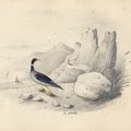 Edward Lear — Четыре виньетки с изображением птиц - пара попугаев, фламинго, авокадо и мергансер, изображение 4