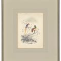 Edward Lear — Четыре виньетки с изображением птиц - пара попугаев, фламинго, авокадо и мергансер, изображение 5