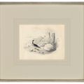 Edward Lear — Четыре виньетки с изображением птиц - пара попугаев, фламинго, авокадо и мергансер, изображение 8