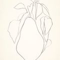 Ellsworth Kelly — Груша I, из серии литографий растений, изображение 1