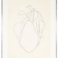Ellsworth Kelly — Груша I, из серии литографий растений, изображение 2