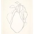 Ellsworth Kelly — Груша I, из серии литографий растений, изображение 3