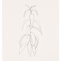 Ellsworth Kelly — Ветка персика, из листьев, изображение 1