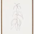 Ellsworth Kelly — Ветка персика, из листьев, изображение 2