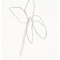Ellsworth Kelly — Цикламен IV, из серии литографий растений, изображение 1