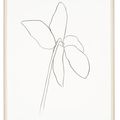 Ellsworth Kelly — Цикламен IV, из серии литографий растений, изображение 2