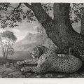 George Stubbs — Тигр (лежащий леопард у дерева), изображение 1