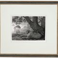 George Stubbs — Тигр (лежащий леопард у дерева), изображение 2