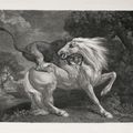 George Stubbs — Лев, пожирающий лошадь, изображение 1