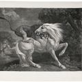 George Stubbs — Лев, пожирающий лошадь, изображение 3