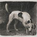 George Stubbs — Собака (Гончая, идущая по следу), изображение 1