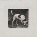 George Stubbs — Собака (Гончая, идущая по следу), изображение 3
