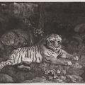 George Stubbs — Два тигра, изображение 1