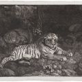 George Stubbs — Два тигра, изображение 3