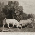 George Stubbs — Дерущиеся лошади и быки, изображение 2