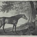 George Stubbs — Баронет, Шарк, Суитуильям и Эклипс, изображение 1