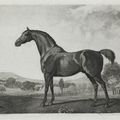 George Stubbs — Баронет, Шарк, Суитуильям и Эклипс, изображение 2