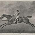 George Stubbs — Баронет, Шарк, Суитуильям и Эклипс, изображение 3