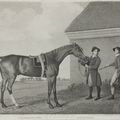 George Stubbs — Баронет, Шарк, Суитуильям и Эклипс, изображение 4