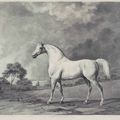George Stubbs — Мамбрино и Шарк, изображение 1