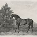 George Stubbs — Наковальня и Свитуильям, изображение 2